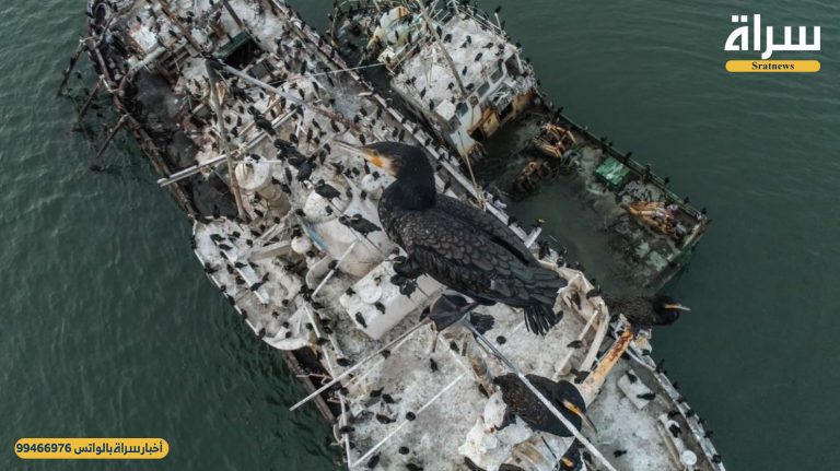 طيور اللوه يجتذبها شتاء الكويت.. وإحدى السفن القديمة الغارقة في عشيرج